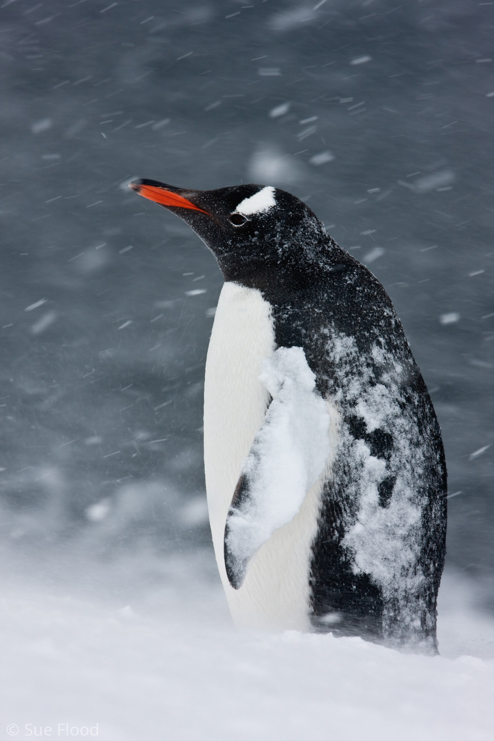 Gentoo penguin in blizzard, Antarctic peninsula