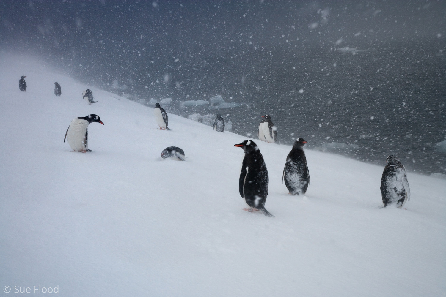 Gentoo penguins in blizzard, Antarctic peninsula