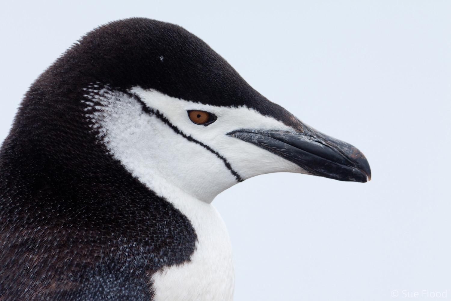 Close up of chinstrap penguin, Antarctic peninsula