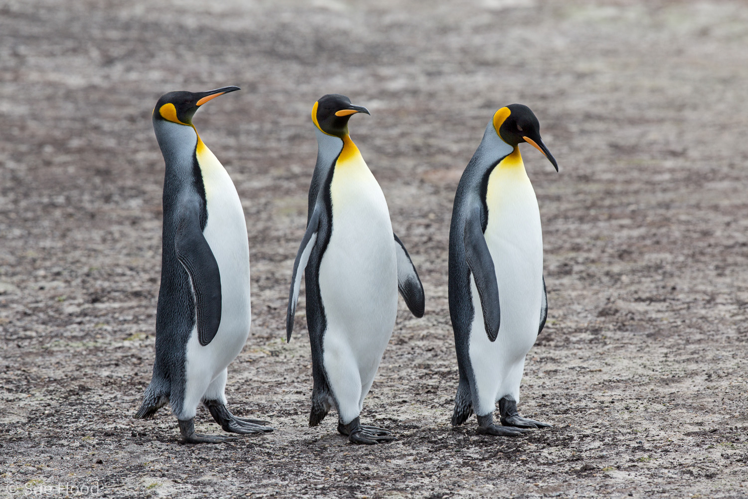 King penguins, The Falkland Islands