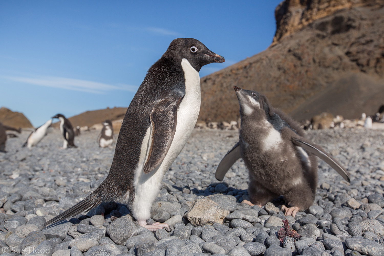 Adelie penguin and chick, Brown Bluff, Antarctic