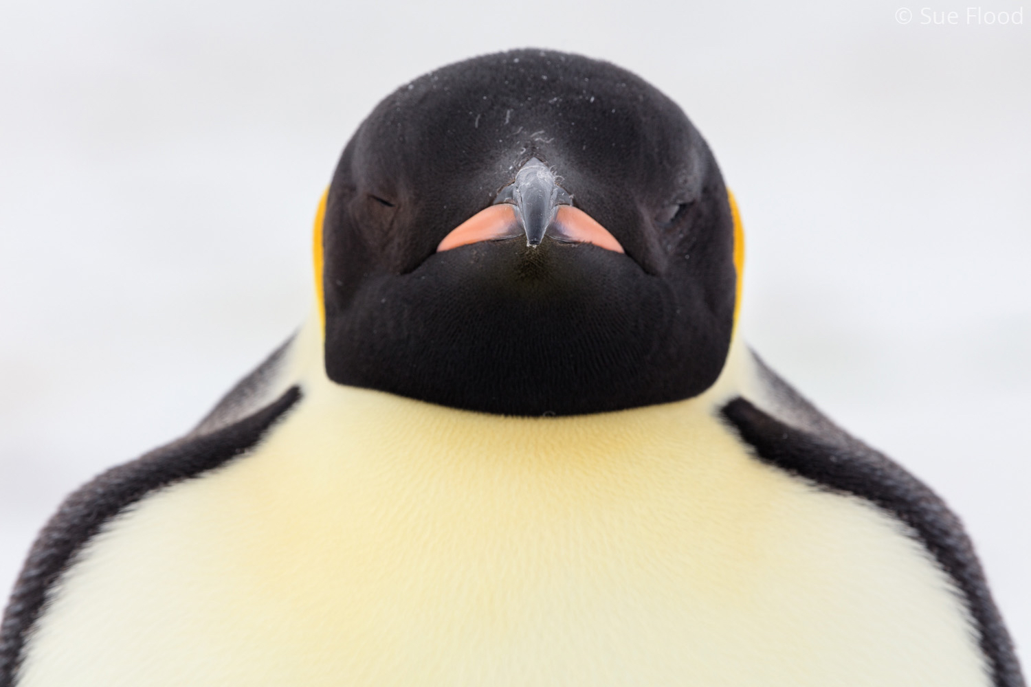 Emperor penguin, Gould Bay, Weddell Sea, Antarctic