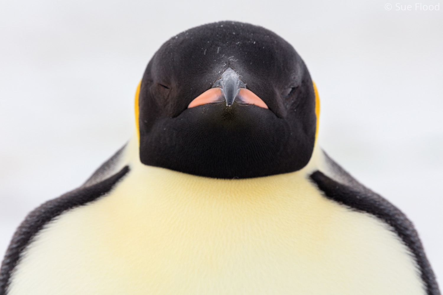 Emperor penguin, Gould Bay, Weddell Sea, Antarctic