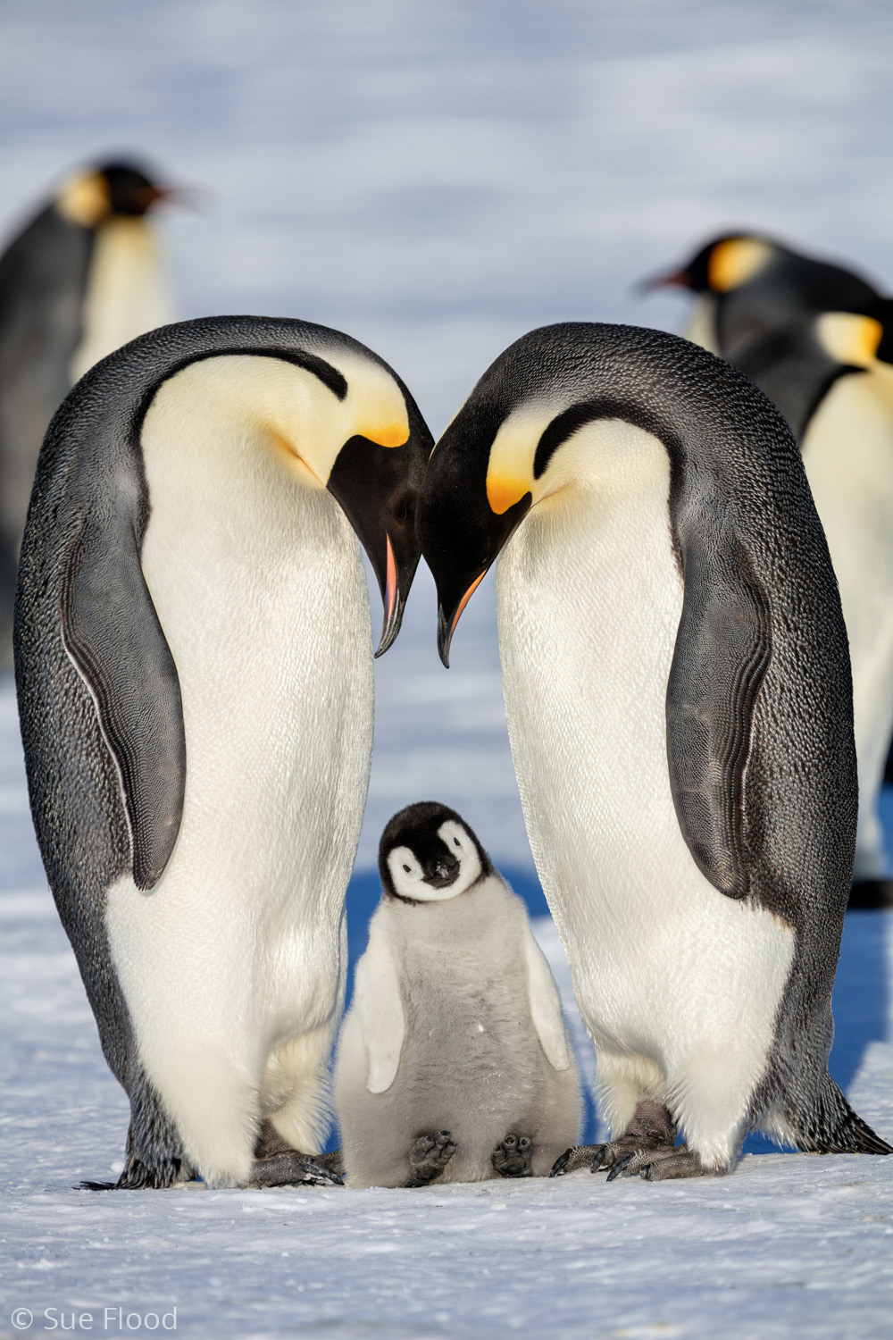 Emperor penguins and chick, Gould Bay, Weddell Sea, Antarctic