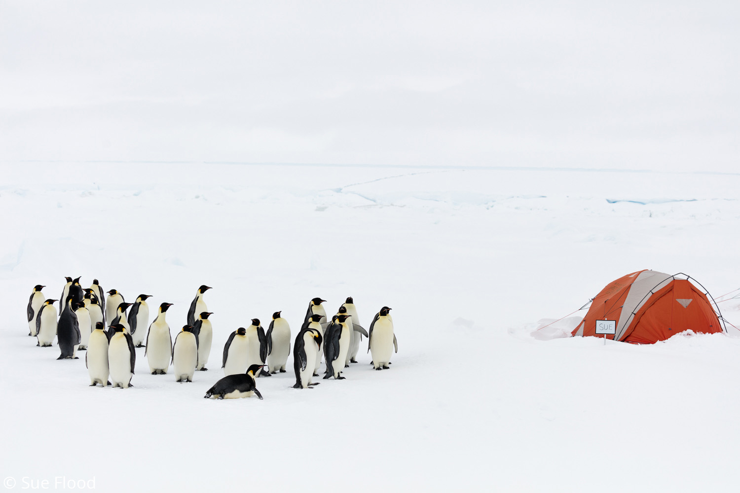 Emperor penguins outside my tent, Gould Bay, Weddell Sea, Antarctic