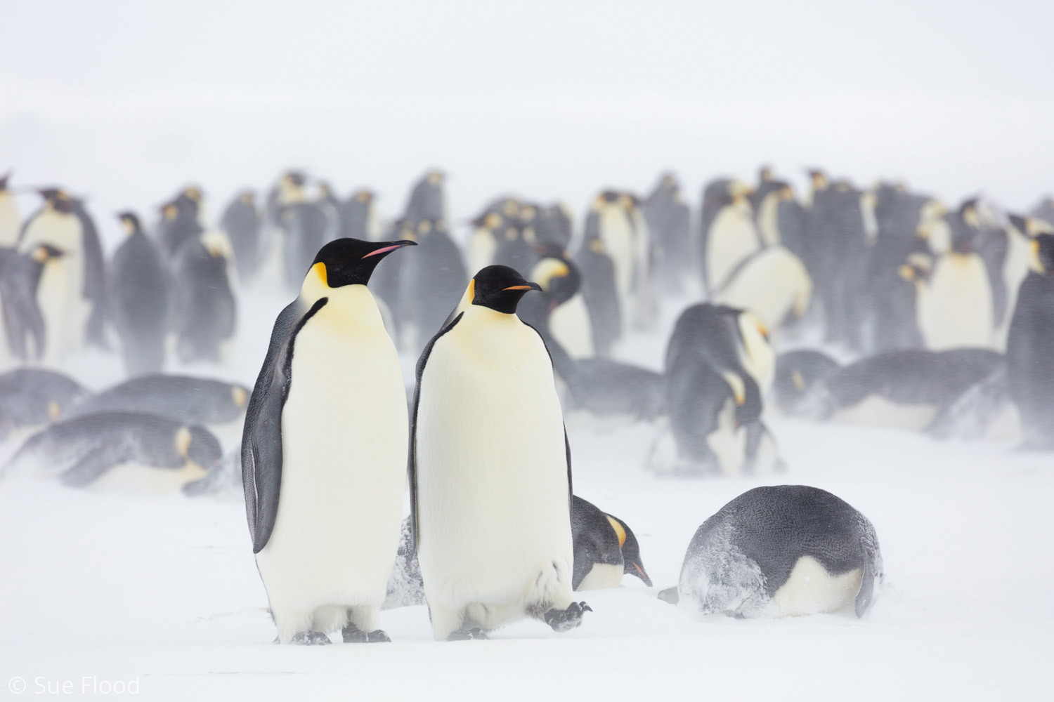 Emperor penguins in snow, Gould Bay, Weddell Sea, Antarctic