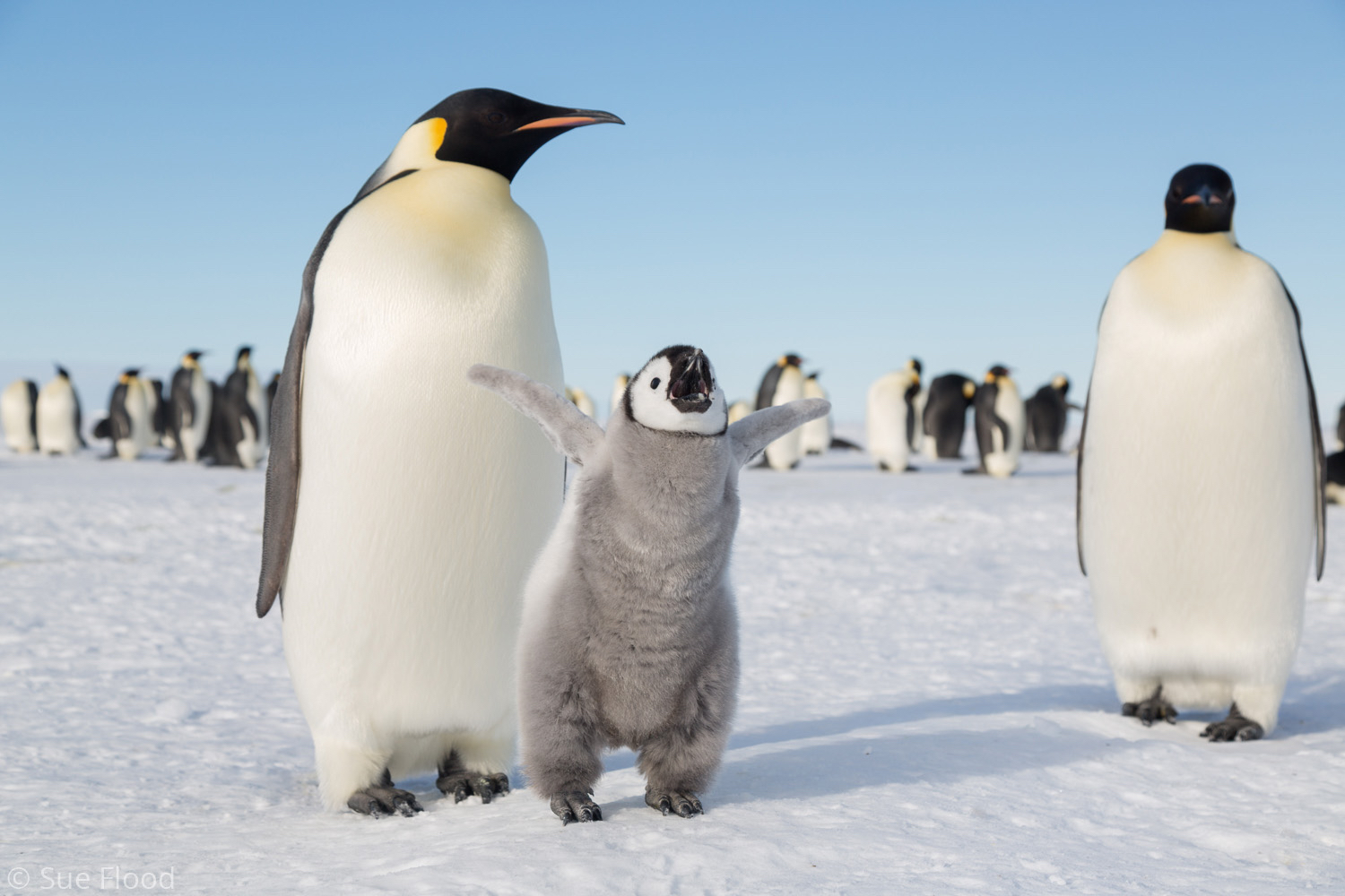 Emperor penguins and chick, Gould Bay, Weddell Sea, Antarctic