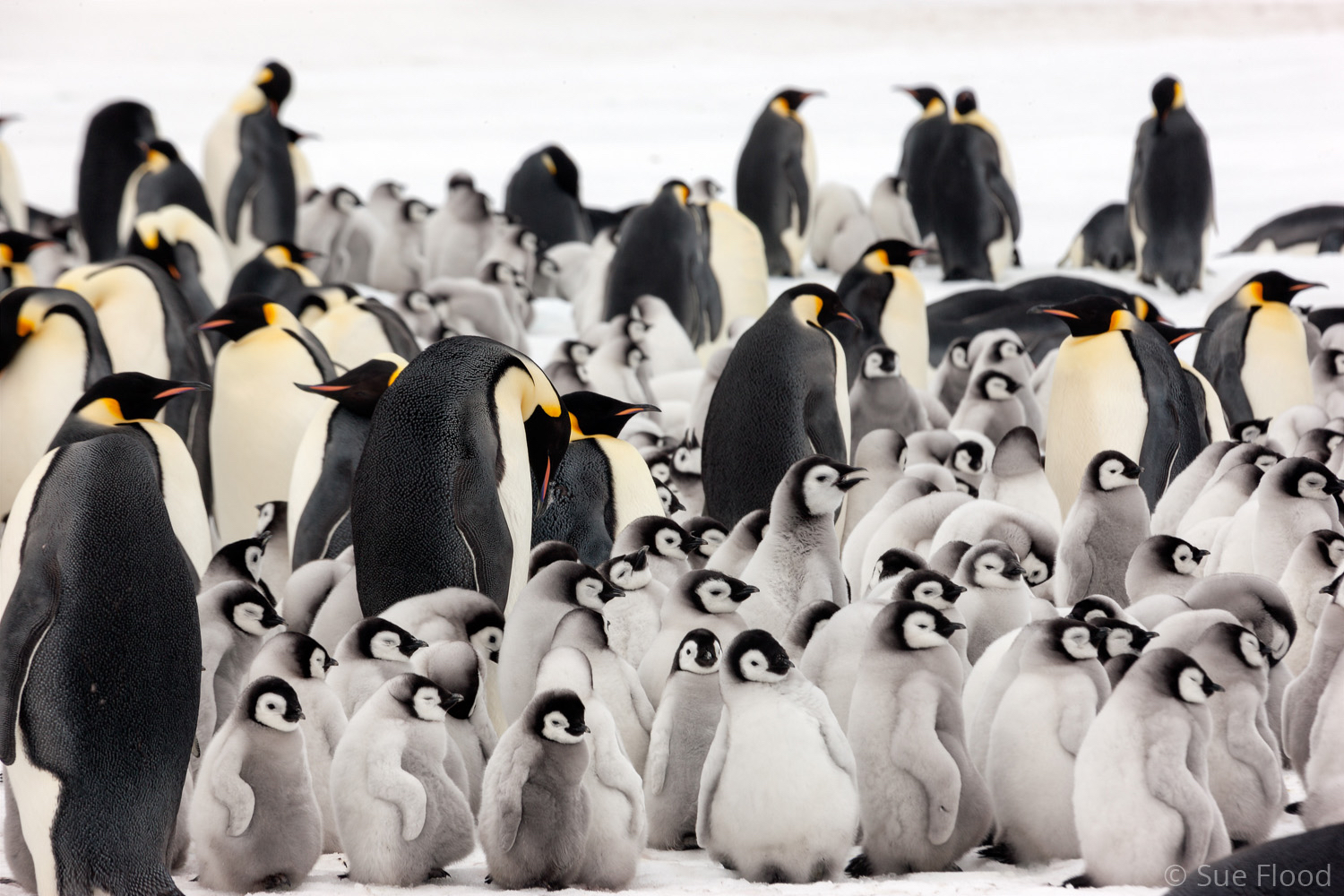 Emperor penguin colony, Snow Hill Island, Weddell Sea