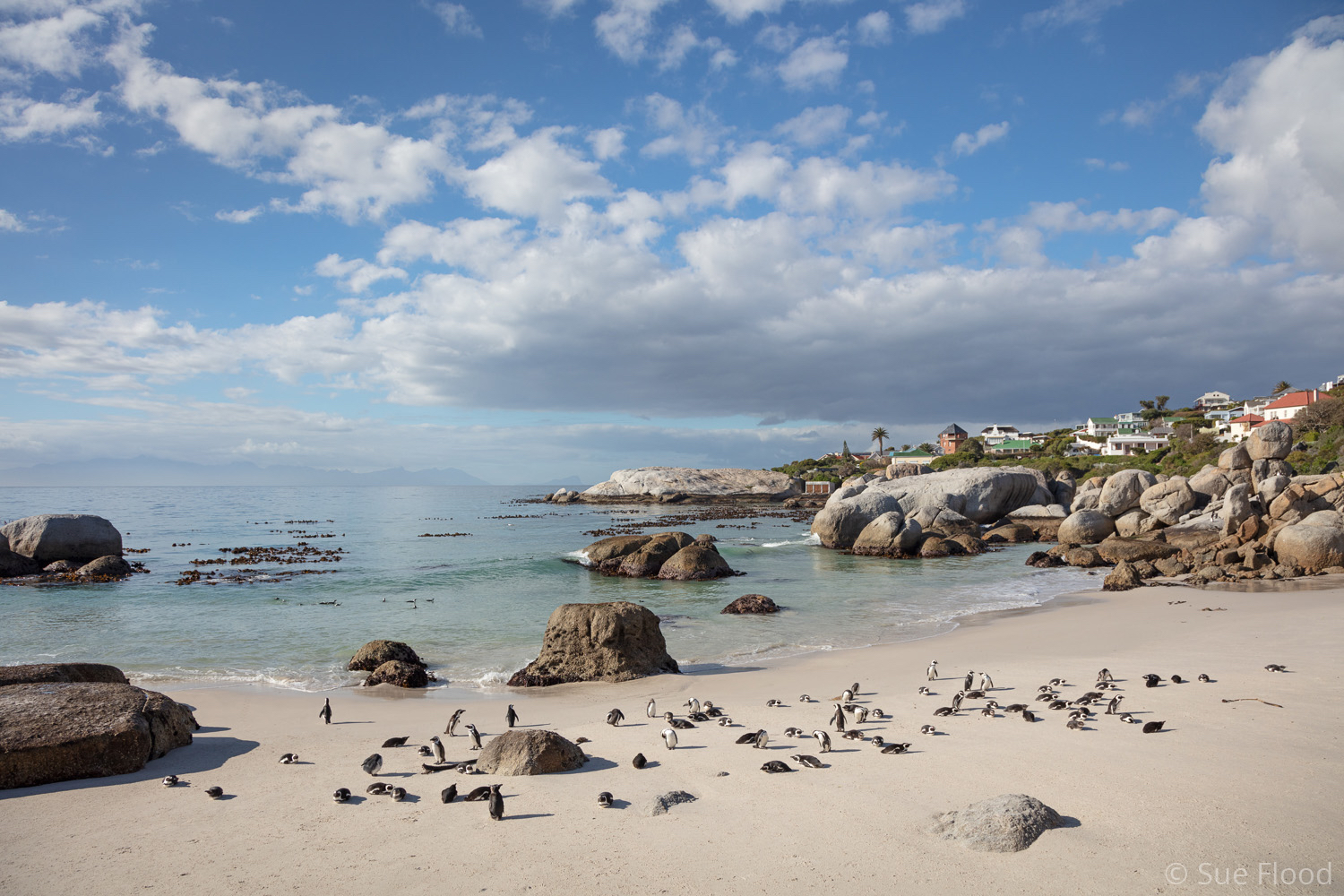 African Penguins, Boulders Beach, Cape Town, South Africa