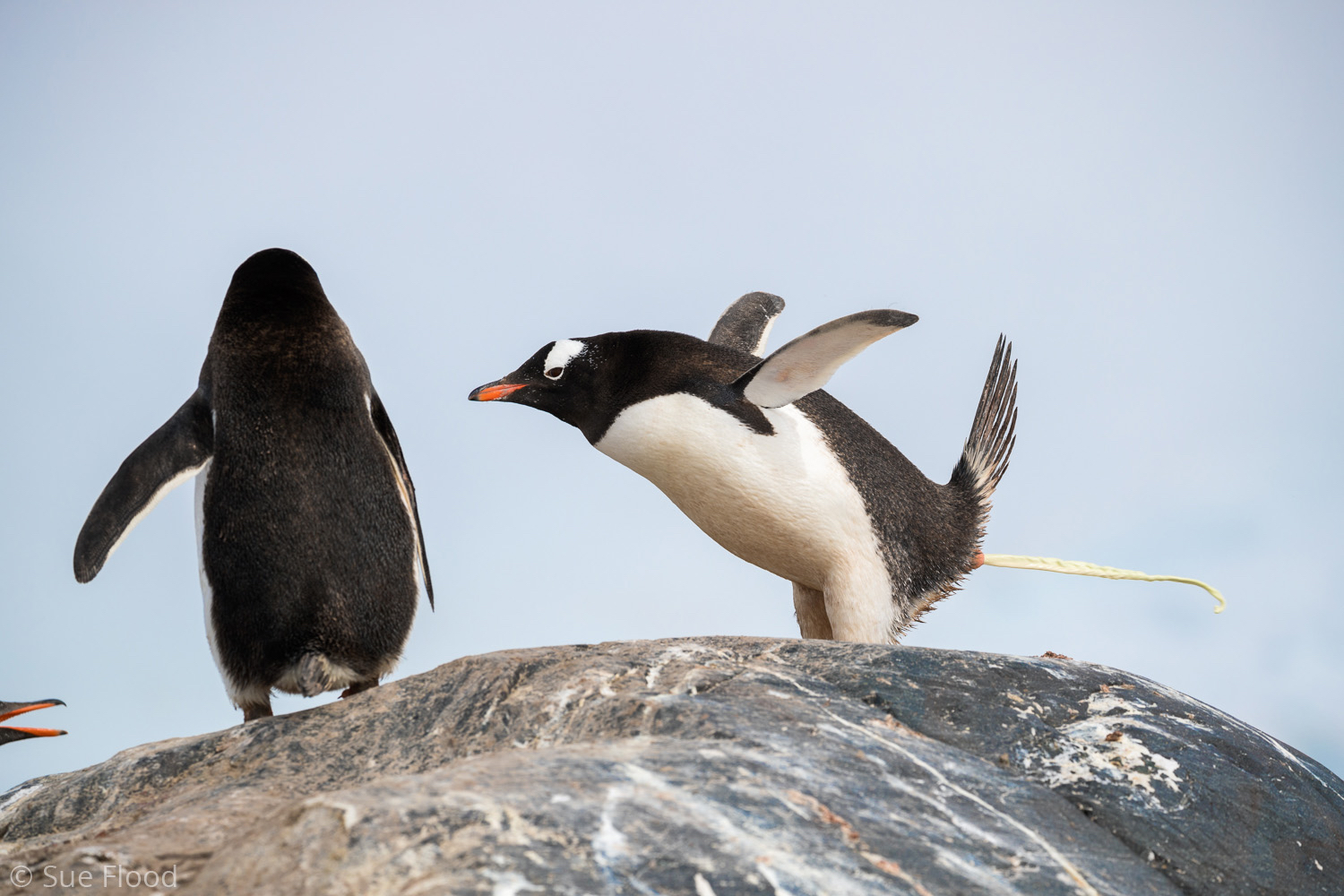 Gentoo penguins, Antarctic peninsula