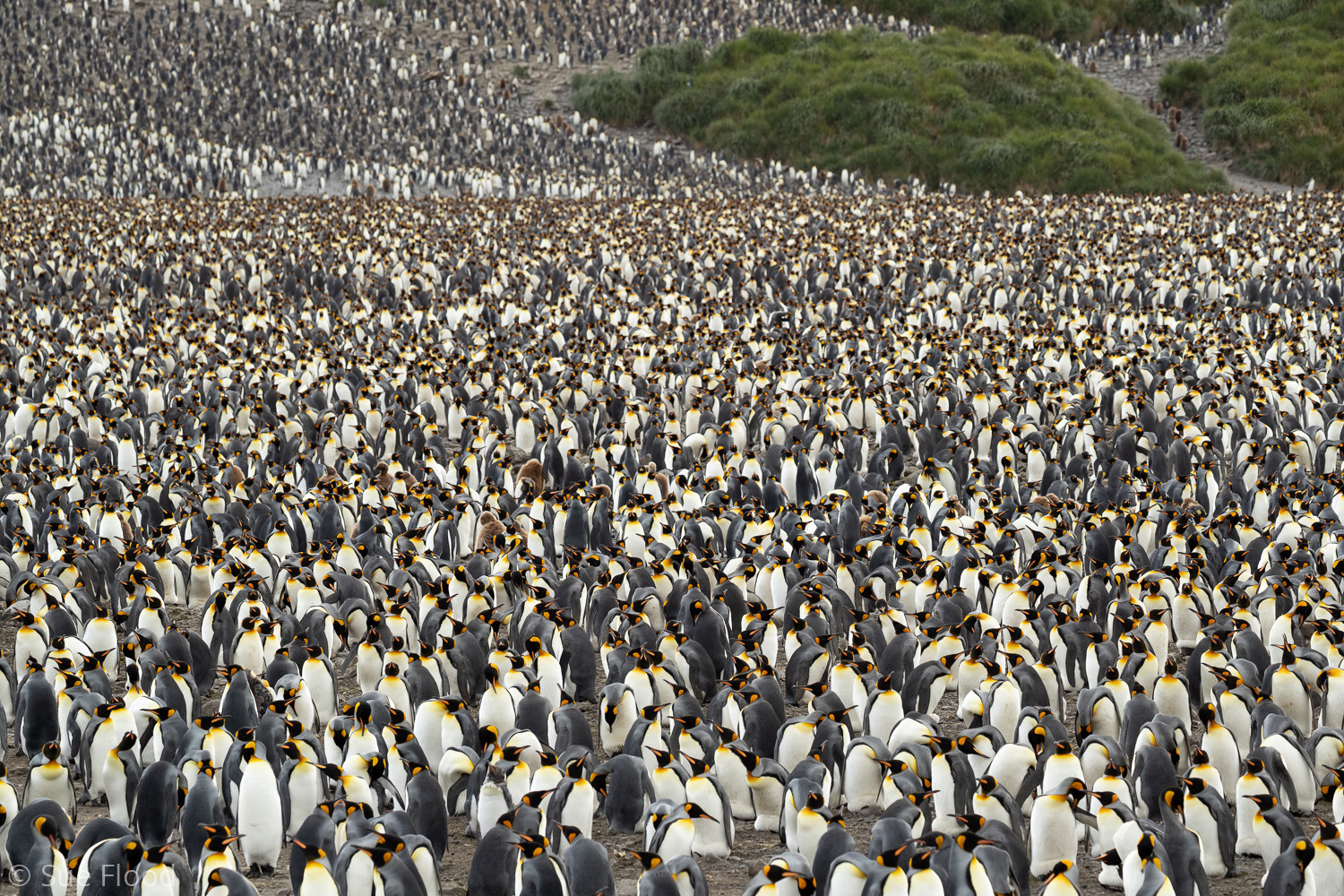 King penguin colony, South Georgia