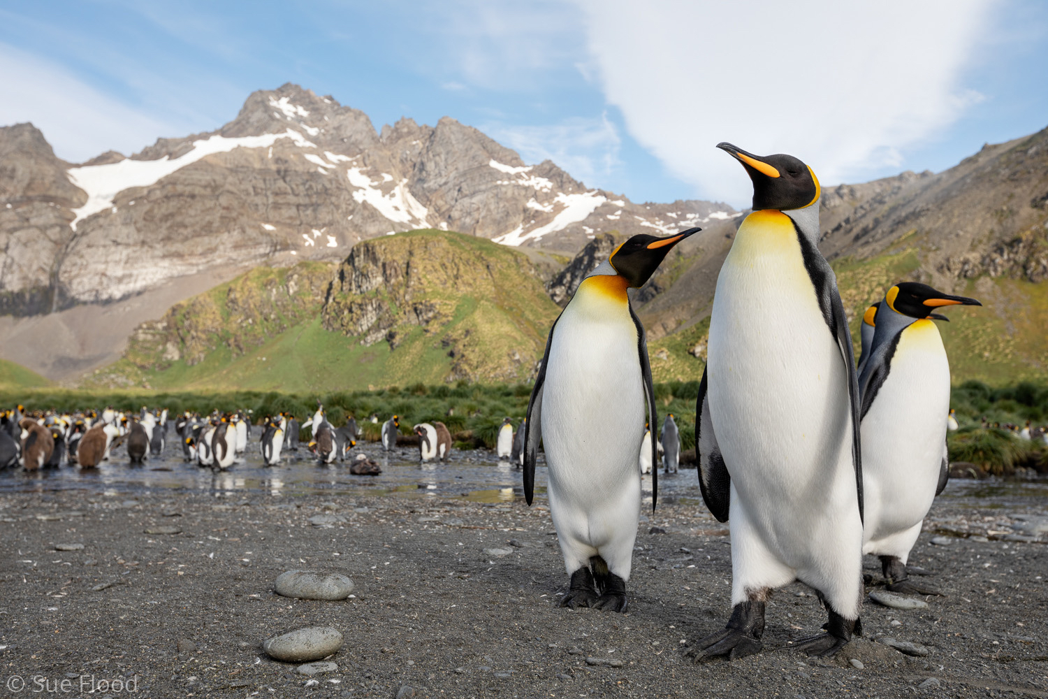 King penguins, South Georgia