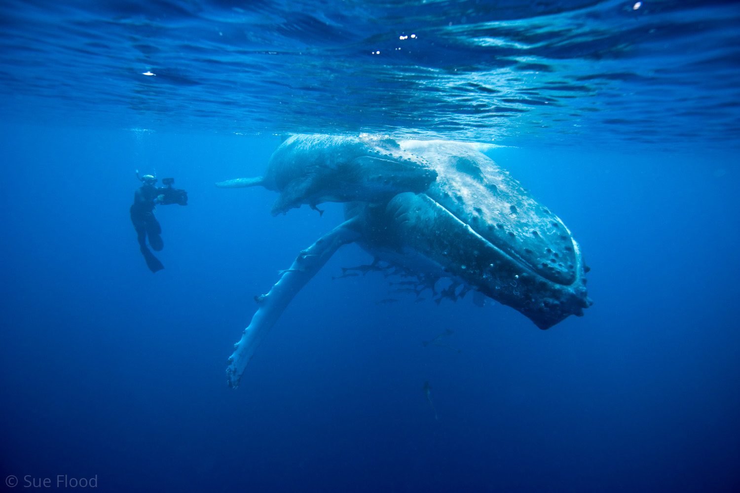 Cameraman filming humpback whale mother and calf, Tonga, South Pacific