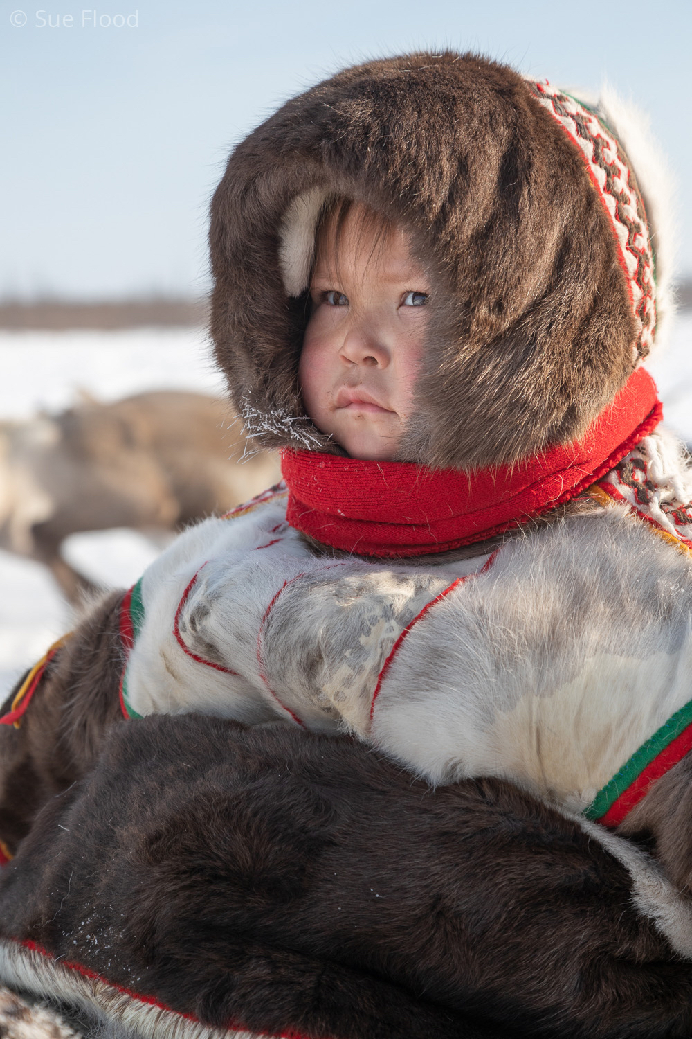 Nenets child on sledge during reindeer round up, Yamal peninsula, Siberia
