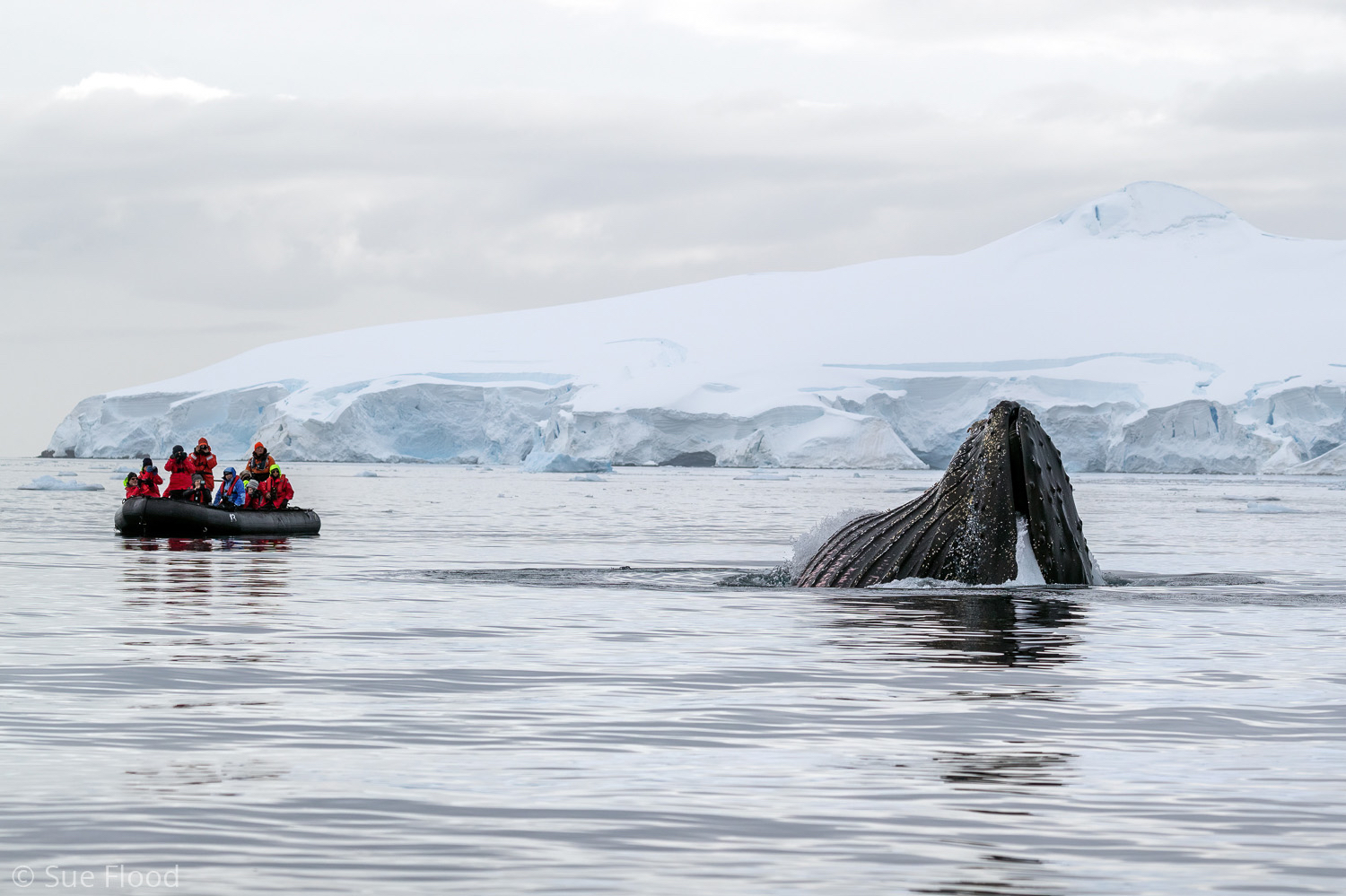 Tourist watching humpback whale, Antarctic peninsula