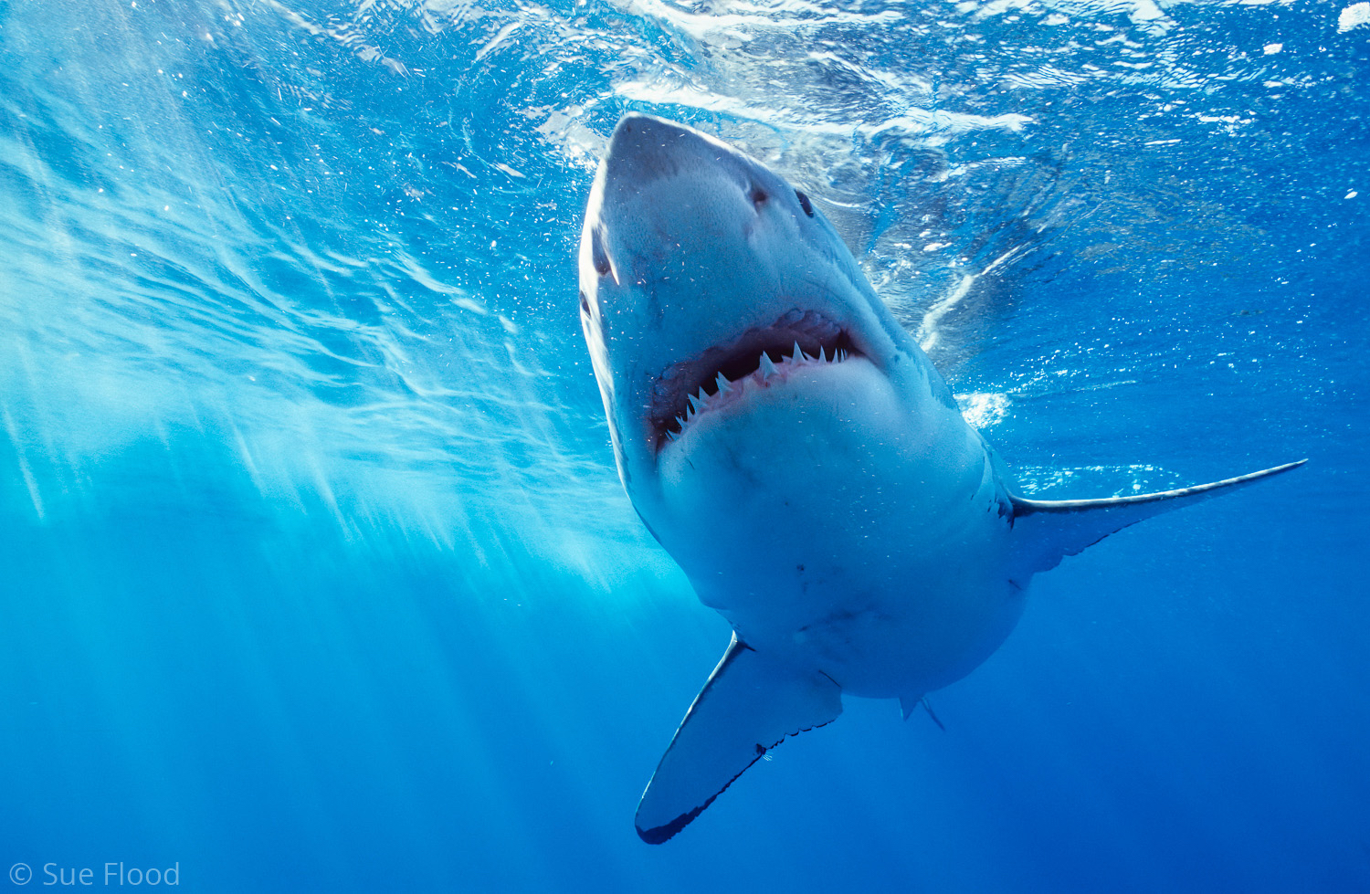 Great White Shark - Wildlife Photographer of the Year finalist