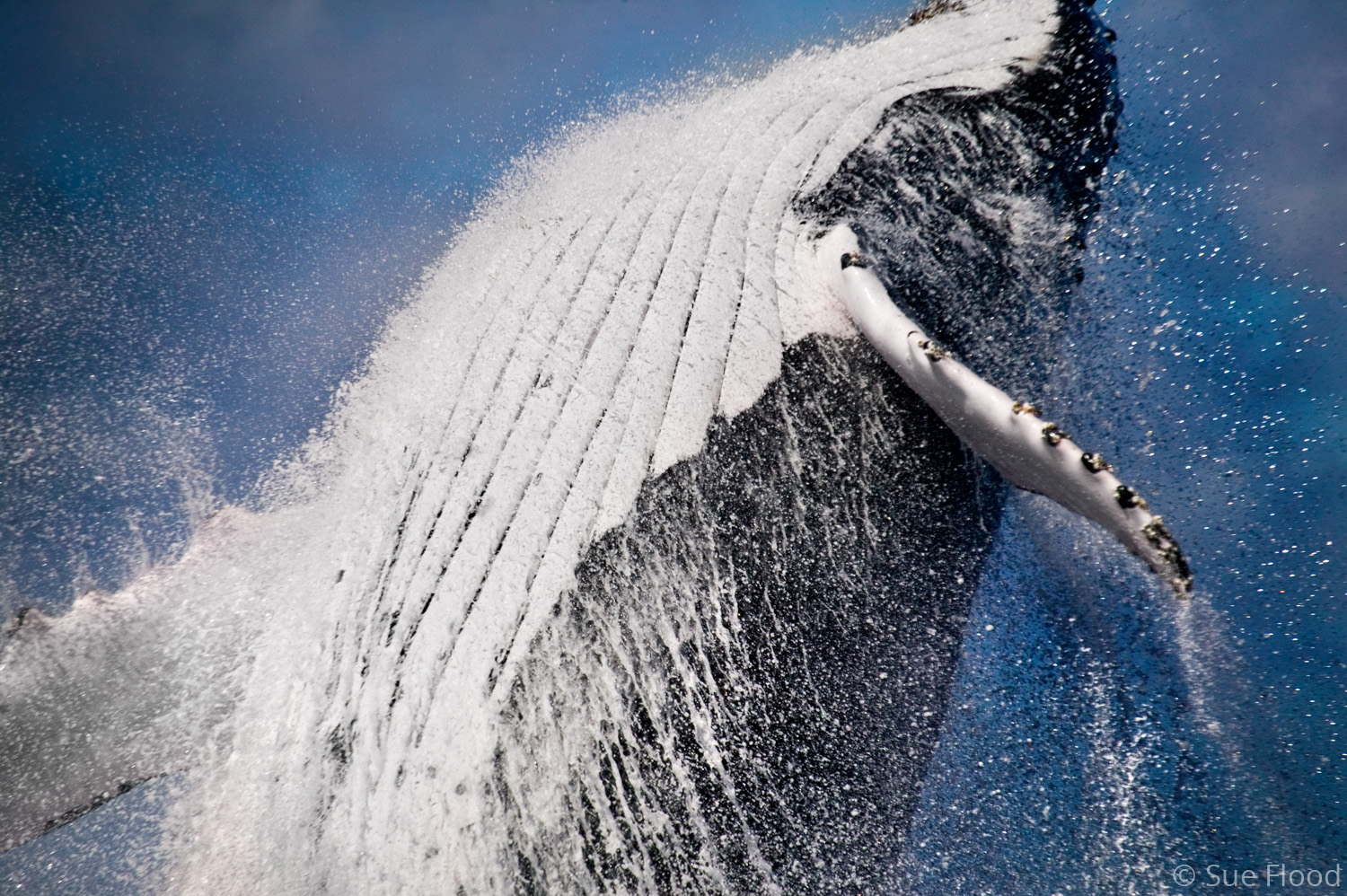 Breaching humpback whale