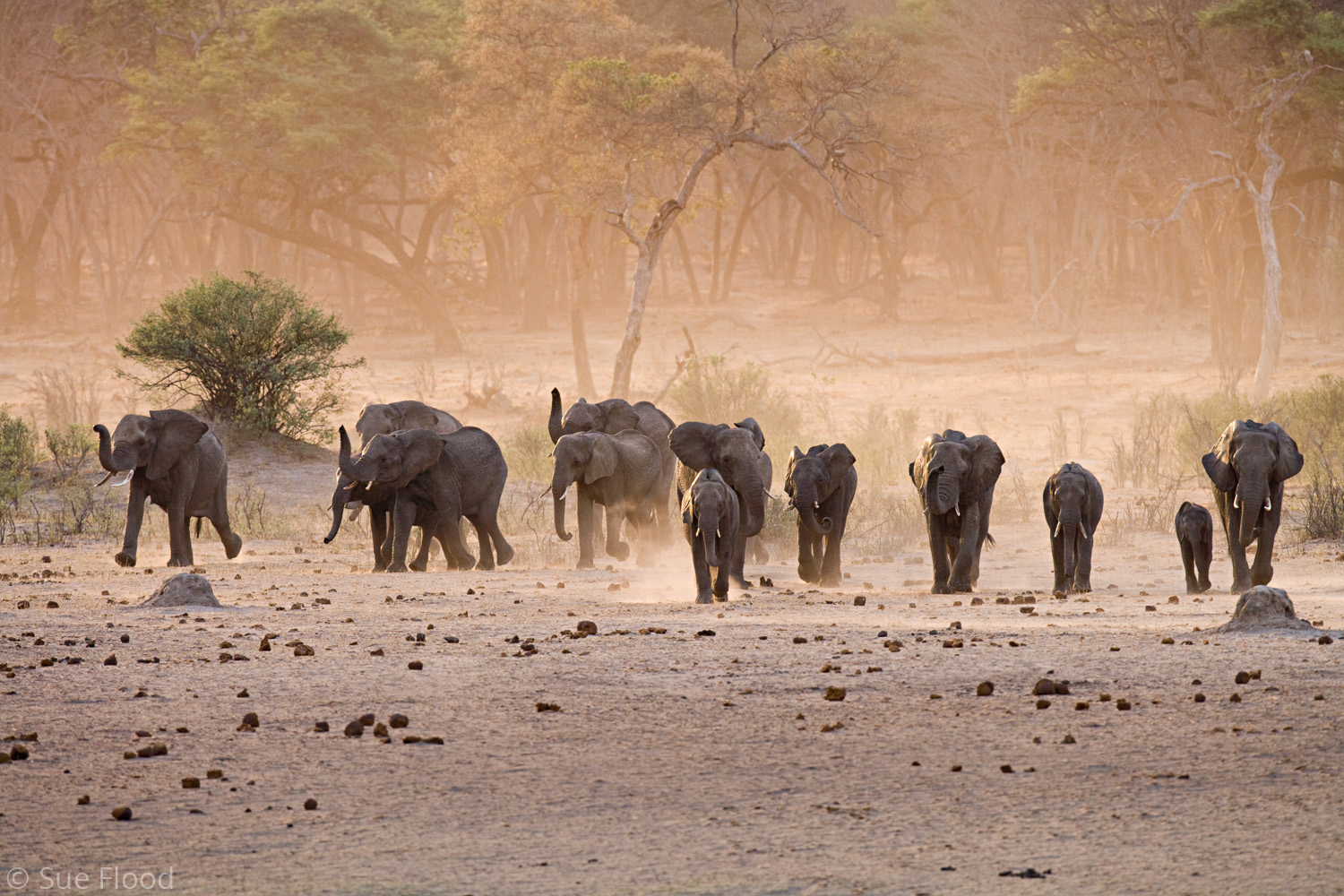 Elephants in dust storm, Hwange National Park, Zimbabwe. Royal Photographic Society Silver Medal 2008