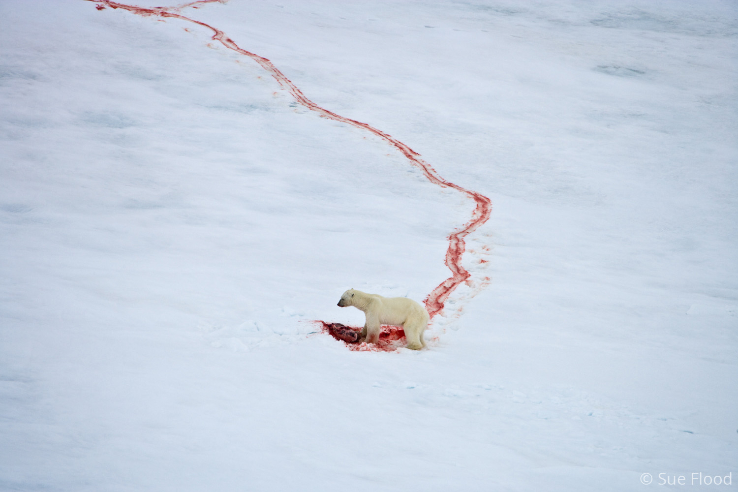 Polar bear with Ringed Seal