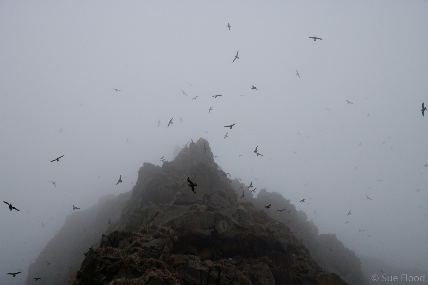 Seabirds in the fog, Kuril Islands