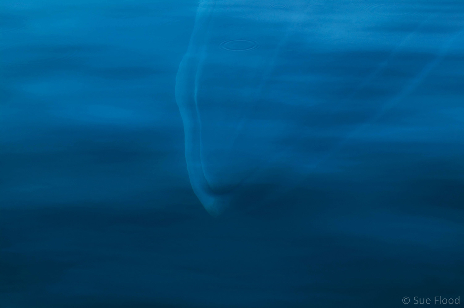 Minke whale - Travel Photographer of the Year Honourable mention