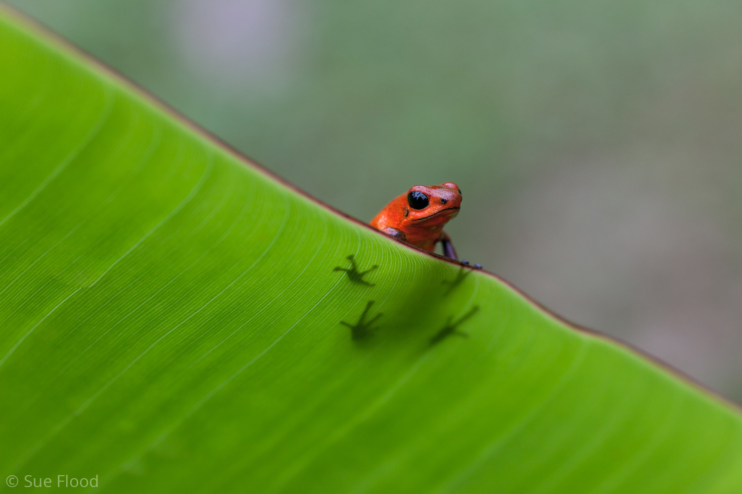 Poison Arrow Frog - Nature’s Best, Macro category
