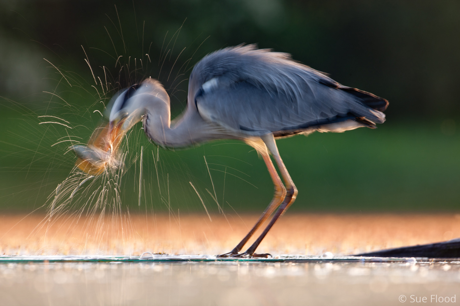 Heron fishing in Hungary - Bird Photographer of the Year, and Travel Photographer of the Year