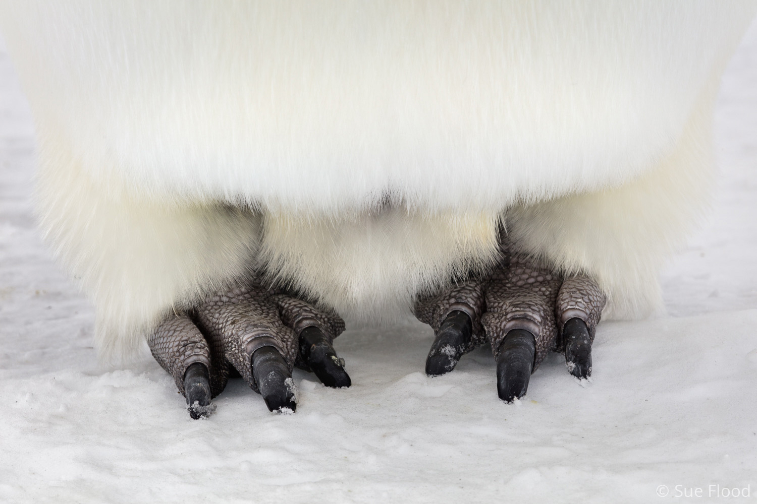Emperor penguin feet - Bird Photographer of the Year
