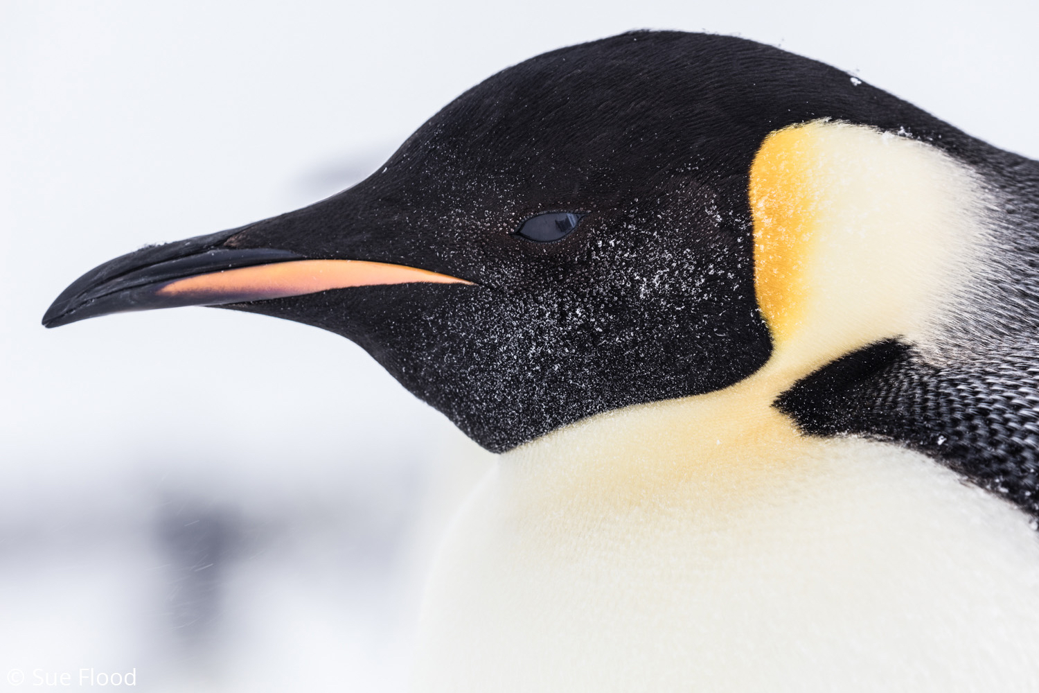 Emperor penguin close up - Bird Photographer of the Year