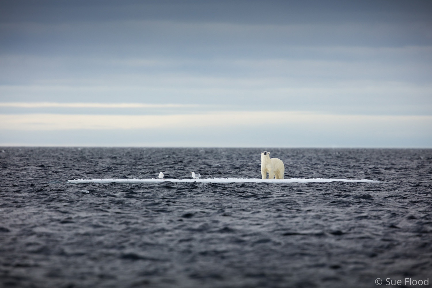 Polar bear on Thin Ice - Science Photographer of the Year - Climate Change runner-up 2021