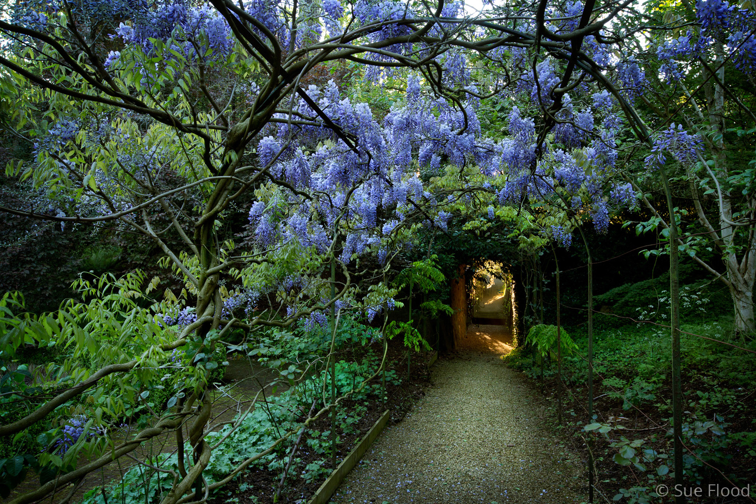Wisteria Arch, private estate, Oxfordshire - International Garden Photographer of the Year 2015