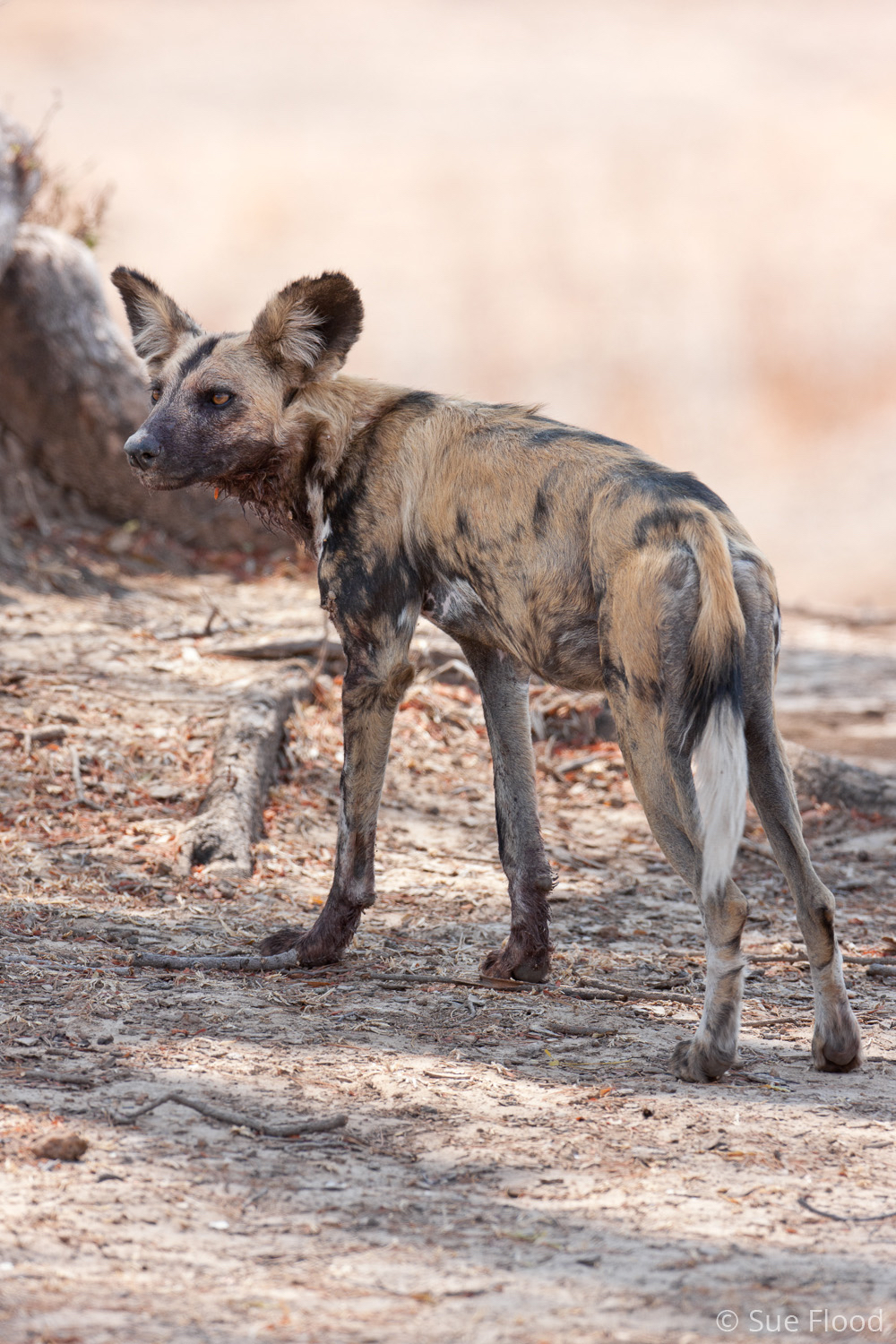 Wild dog, South Luangwa National Park