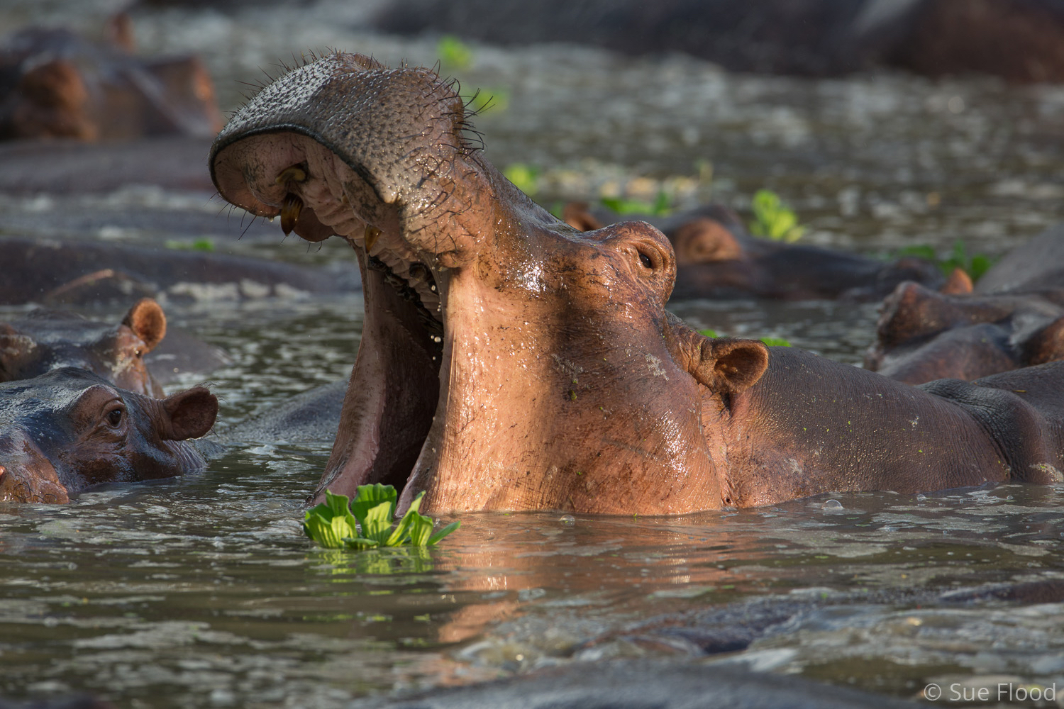 Yawning Hippo at Mfuwe Lodge, South Luangwa National Park