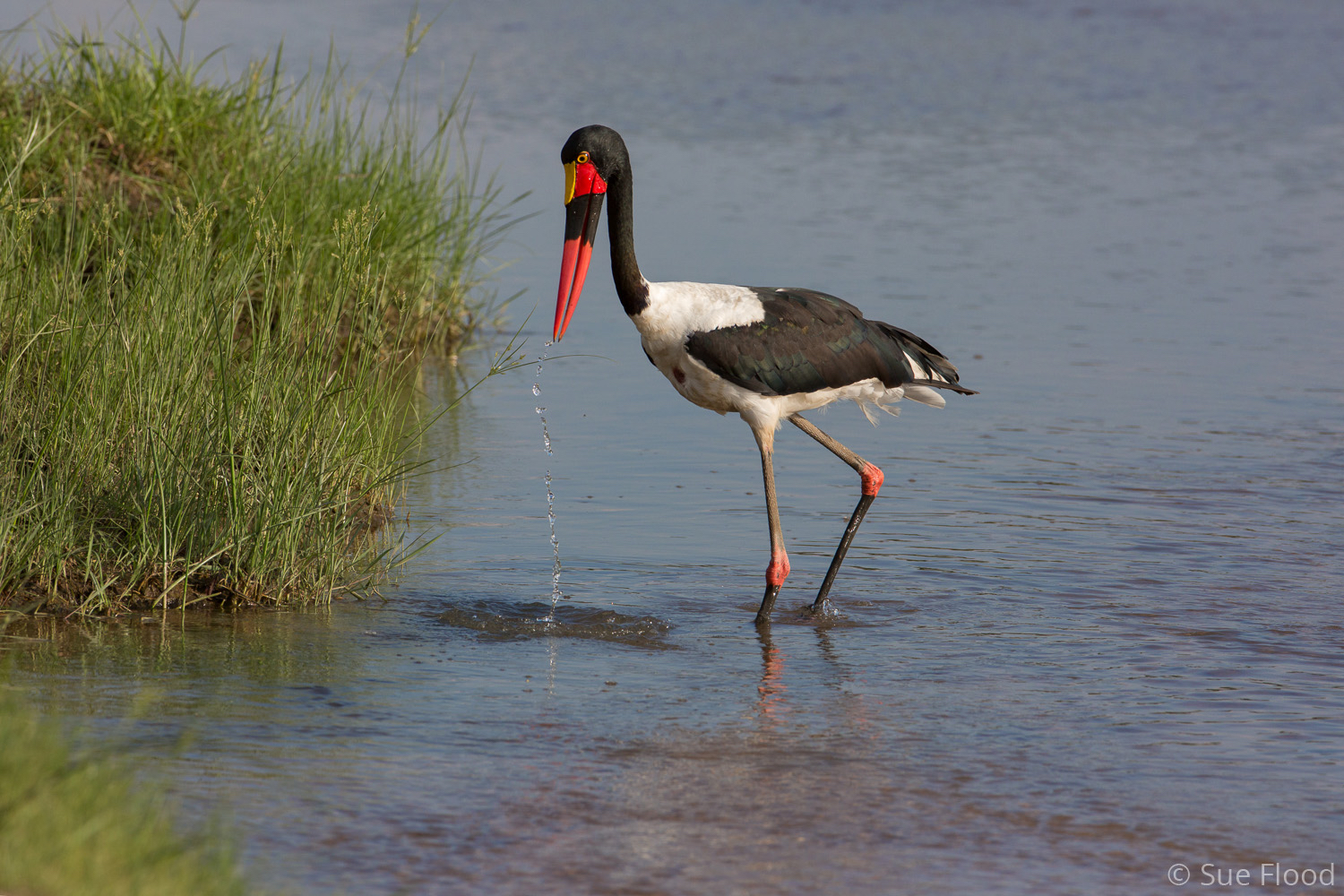 Saddle-billed stork, South Luangwa National Park