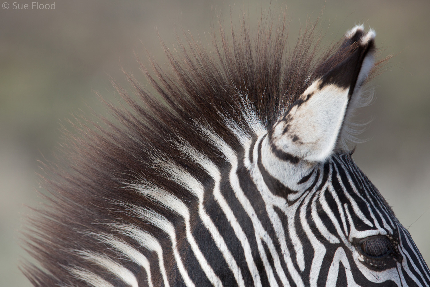 Zebra, South Luangwa National Park