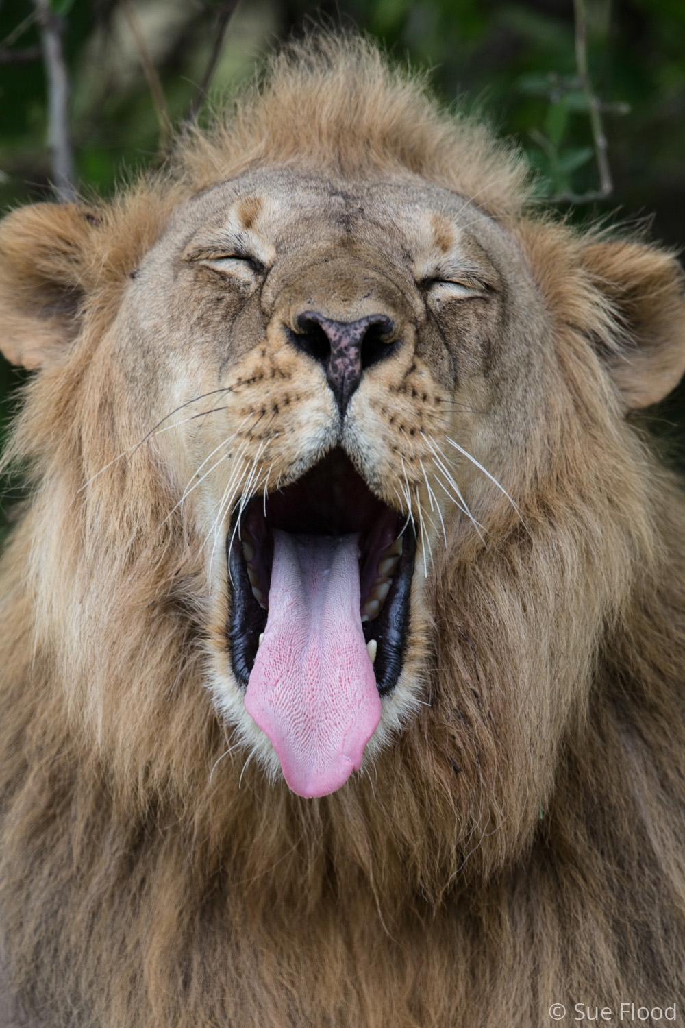 Yawning lion, South Luangwa National Park