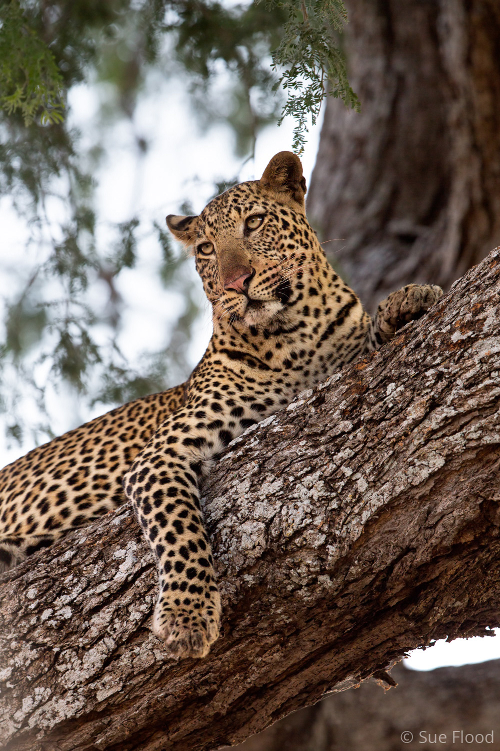 Leopard, South Luangwa National Park