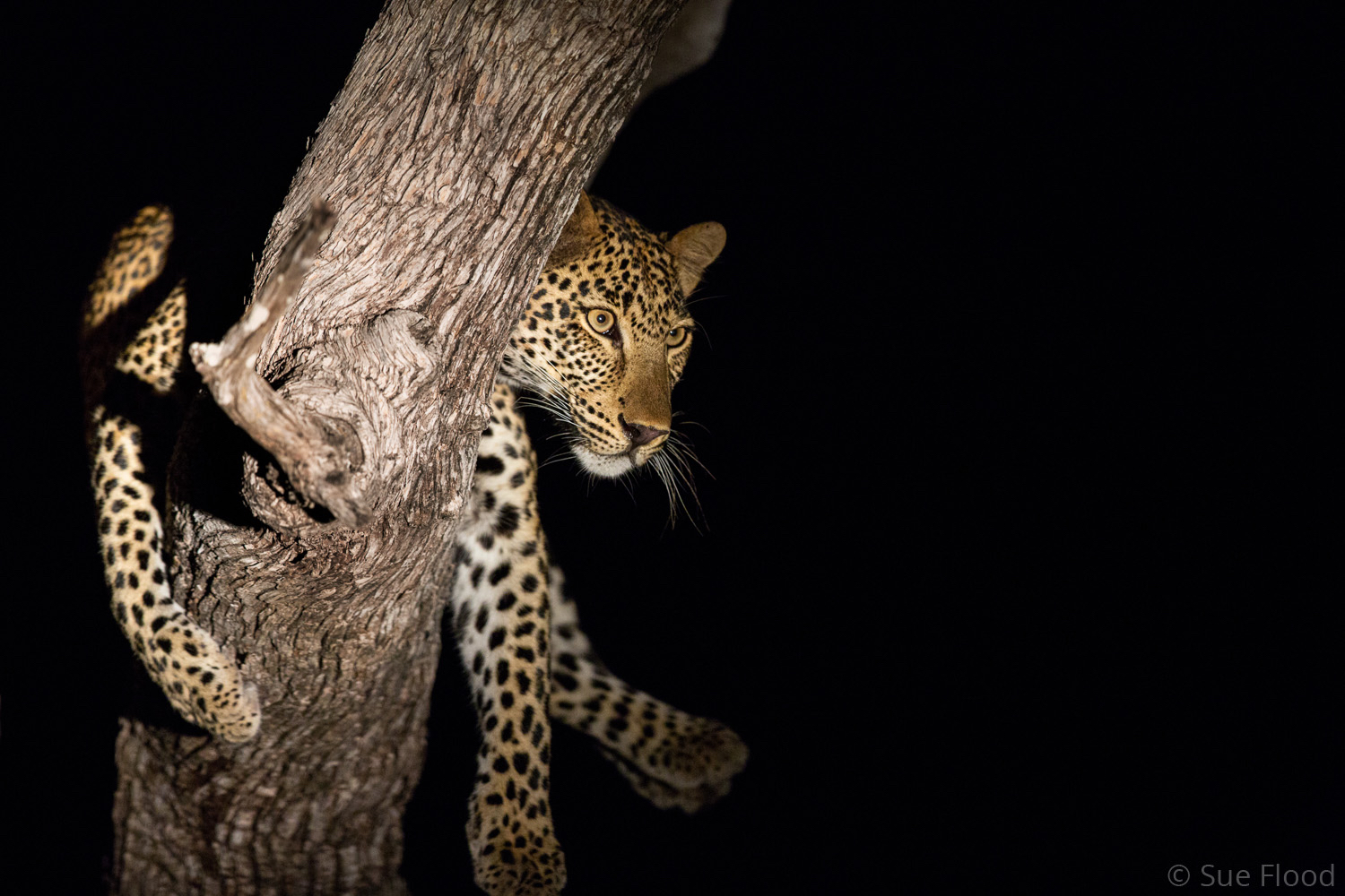 Leopard at night, South Luangwa National Park