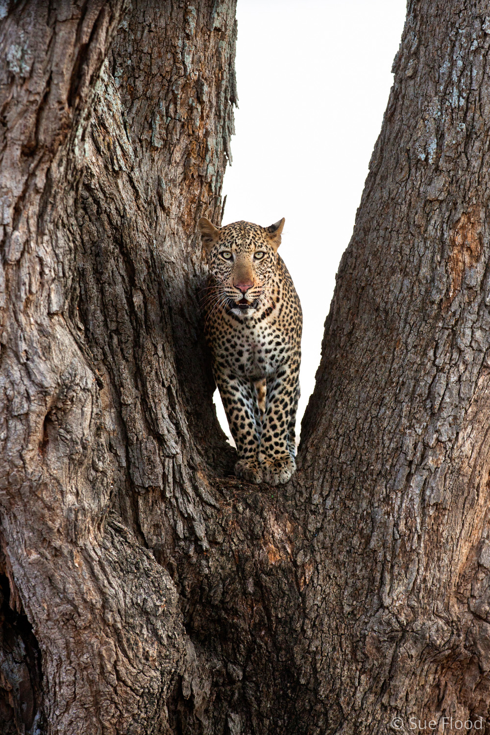 Leopard, South Luangwa National Park