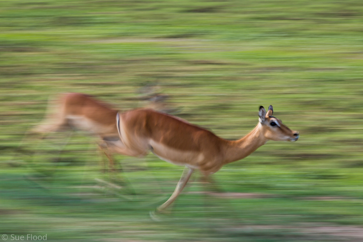 Impala, South Luangwa National Park