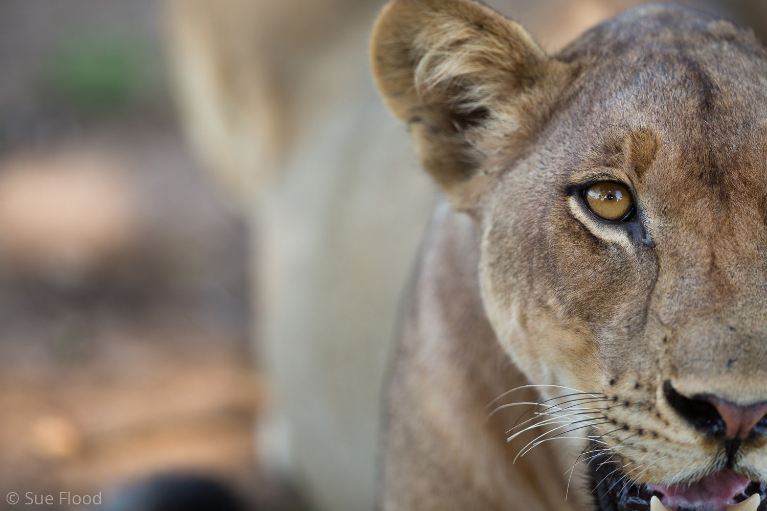 Lioness portrait, South Luangwa National Park