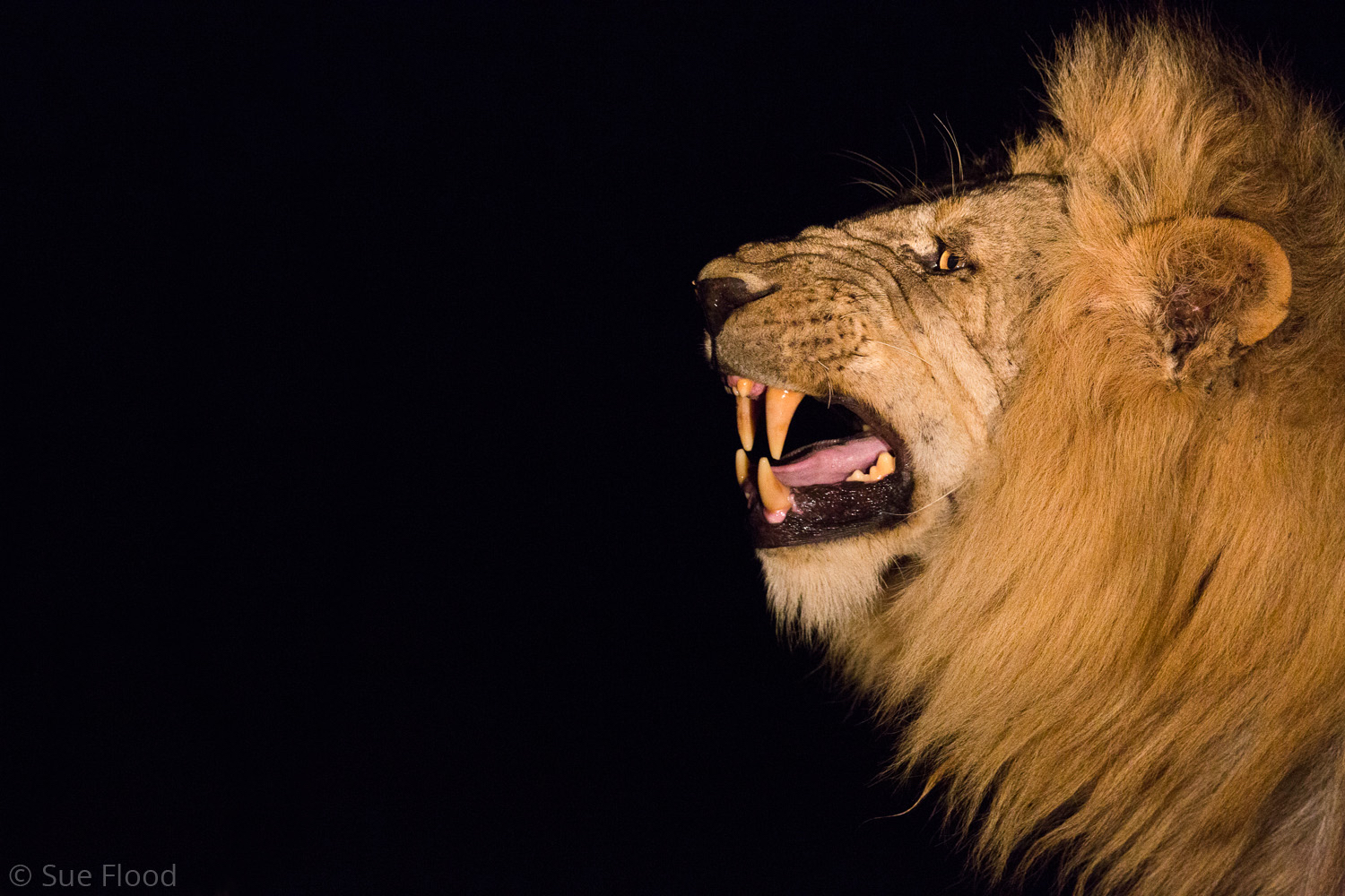 Male lion, South Luangwa National Park