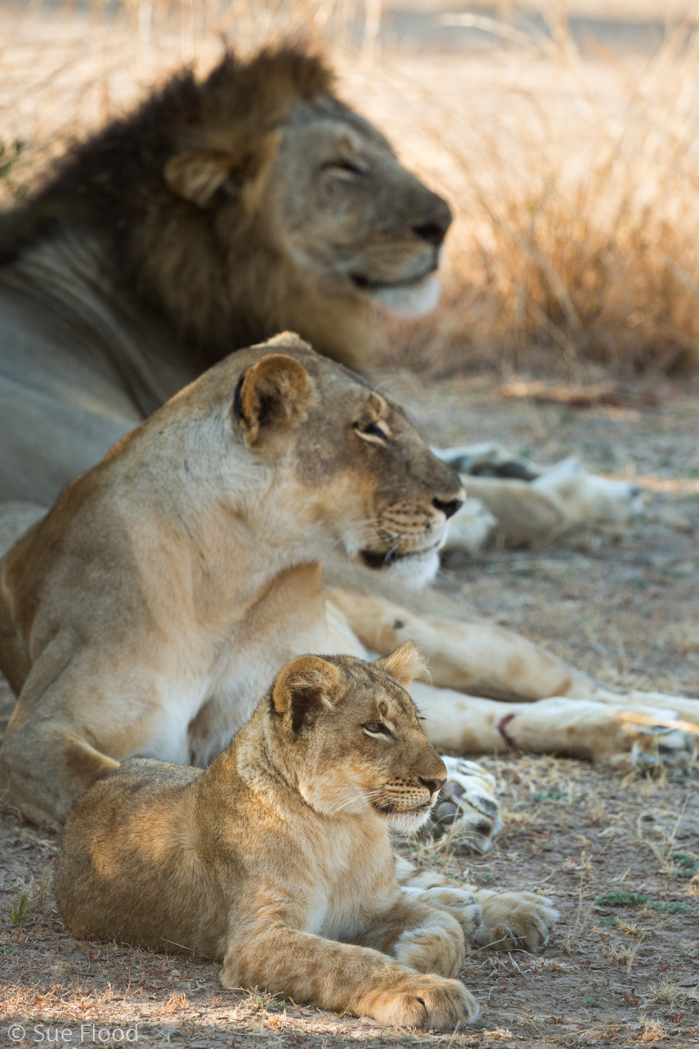 Lion family, South Luangwa National Park
