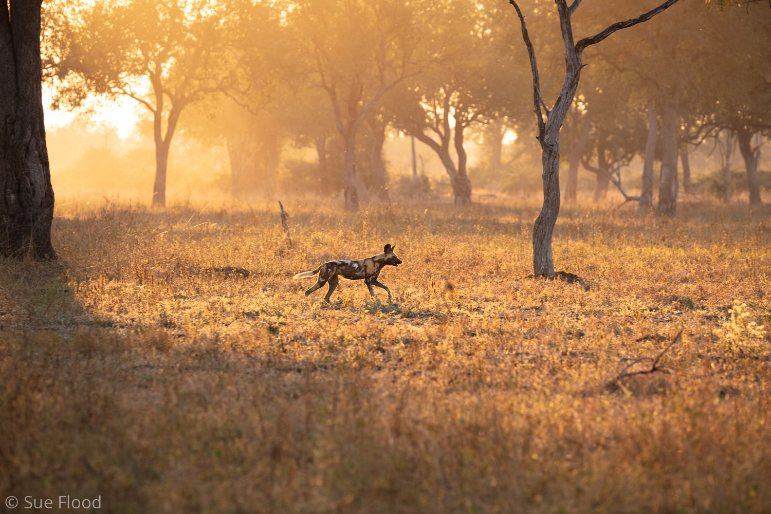 Wild dog hunting at sunset, South Luangwa National Park