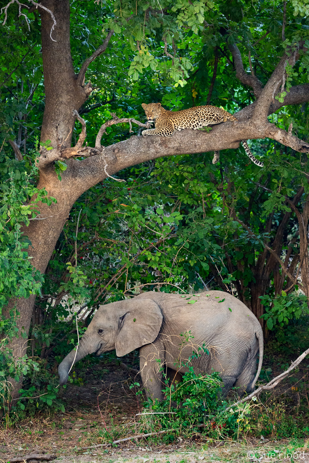 Leopard and elephant, South Luangwa National Park