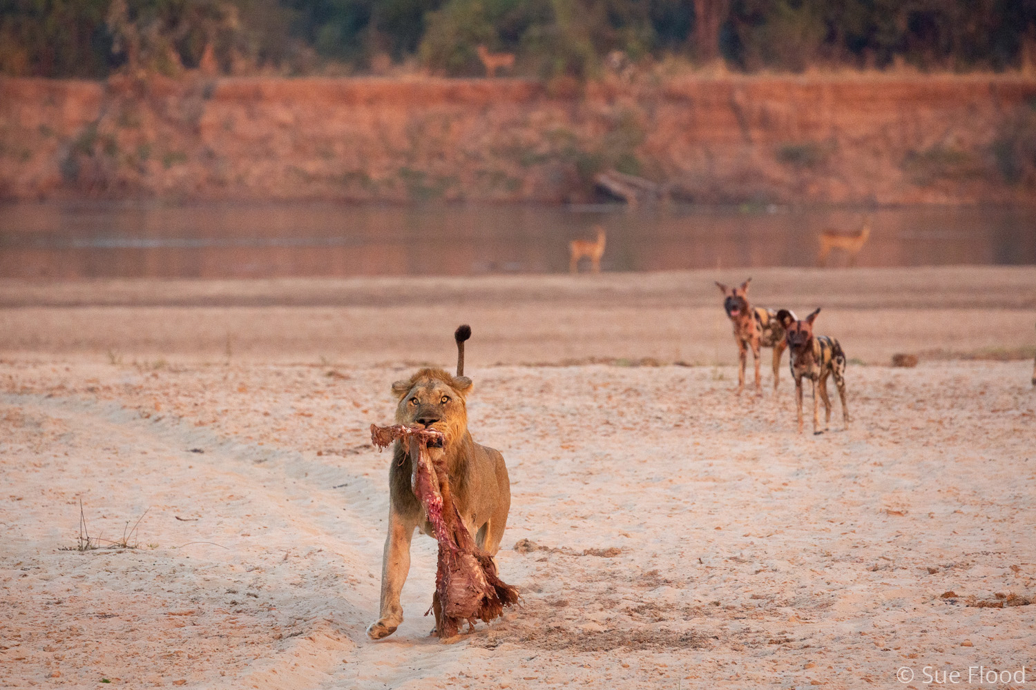 Lion retrieves puku carcass from wild dogs, South Luangwa National Park