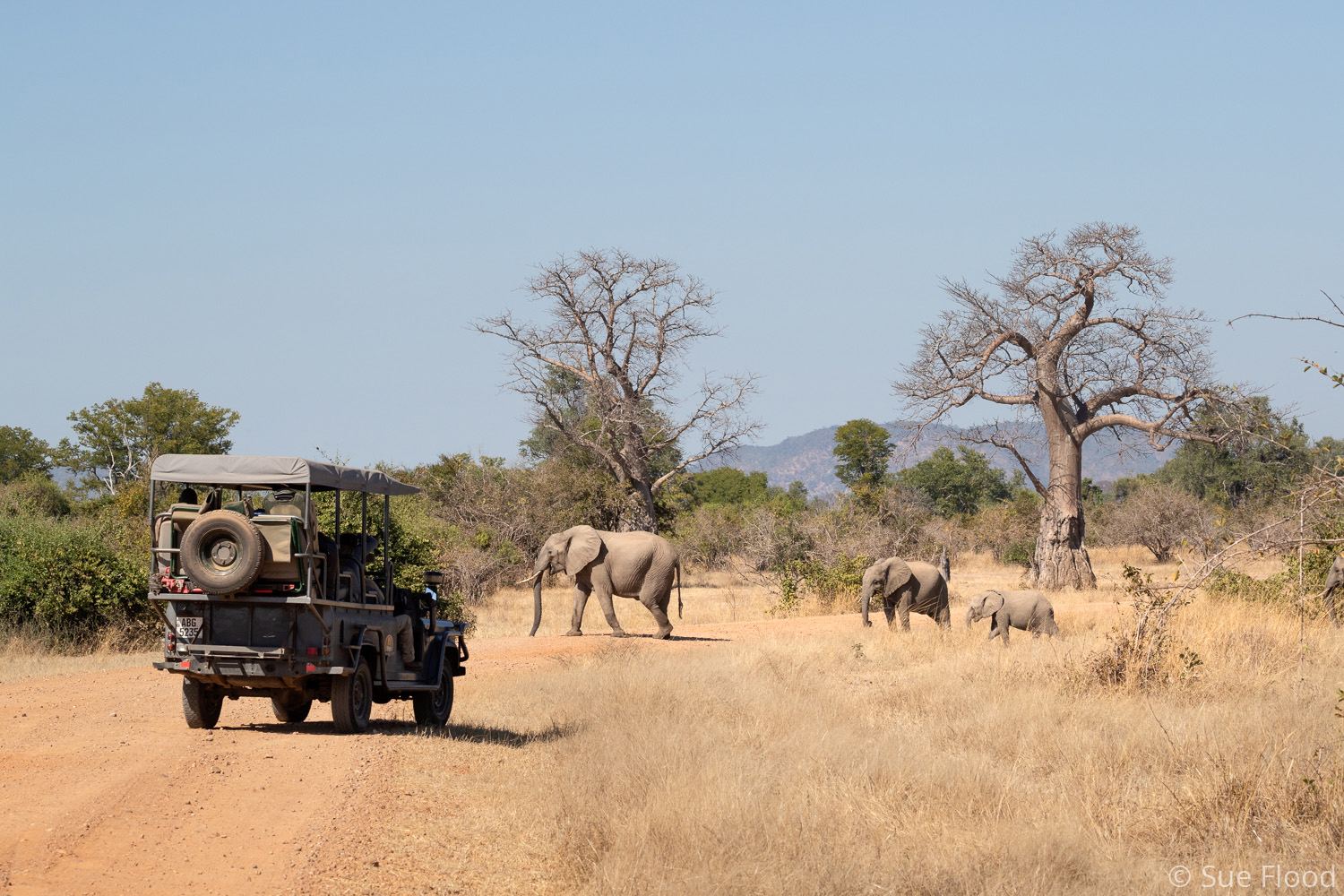 Elephants and baobabs, South Luangwa National Park