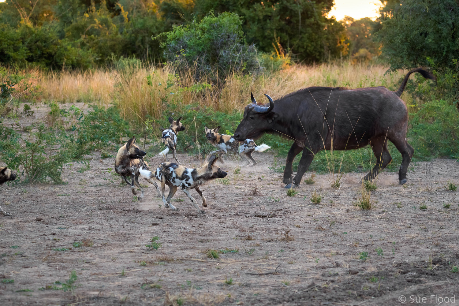 Wild dogs chasing buffalo, South Luangwa National Park