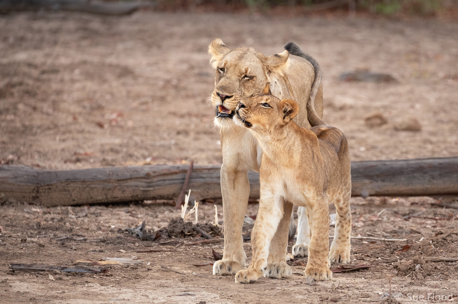 Lioness and cub, South Luangwa National Park