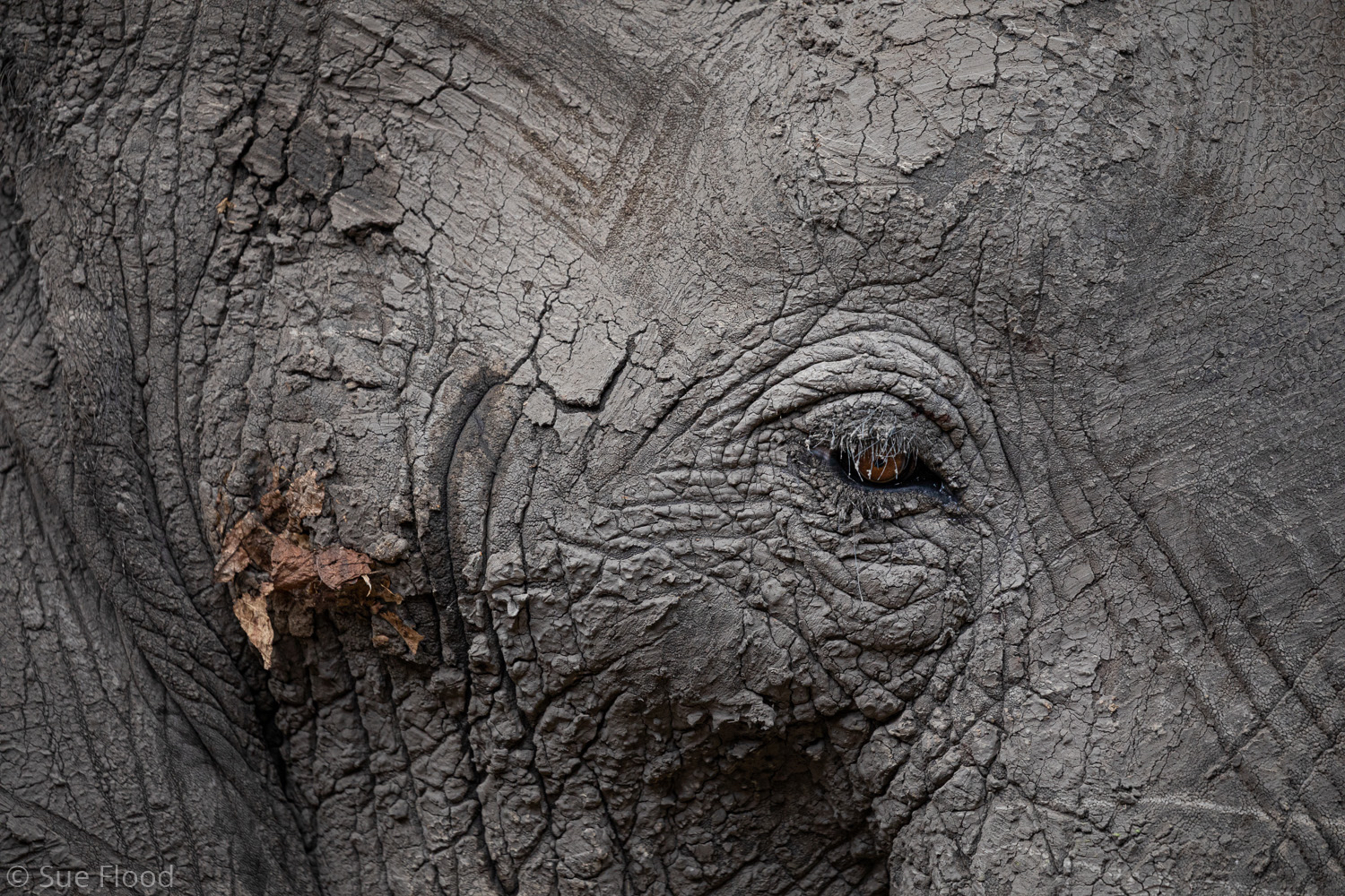 Elephant after mud bath, South Luangwa National Park